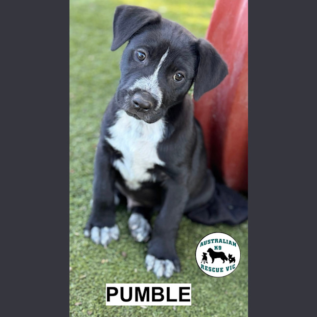 Photo of Pumble 