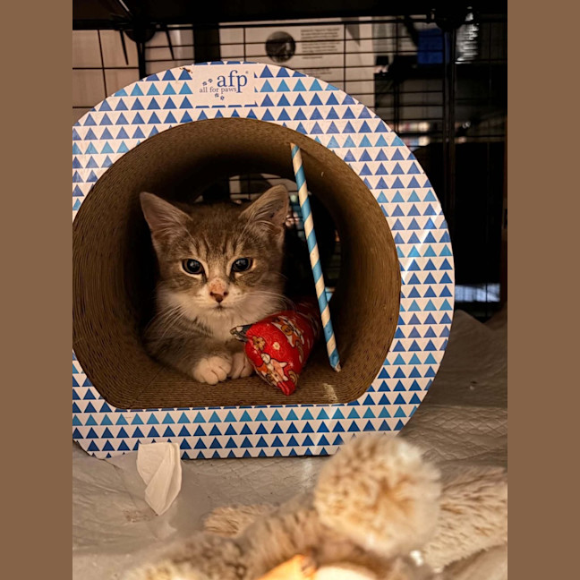 Photo of Pocket