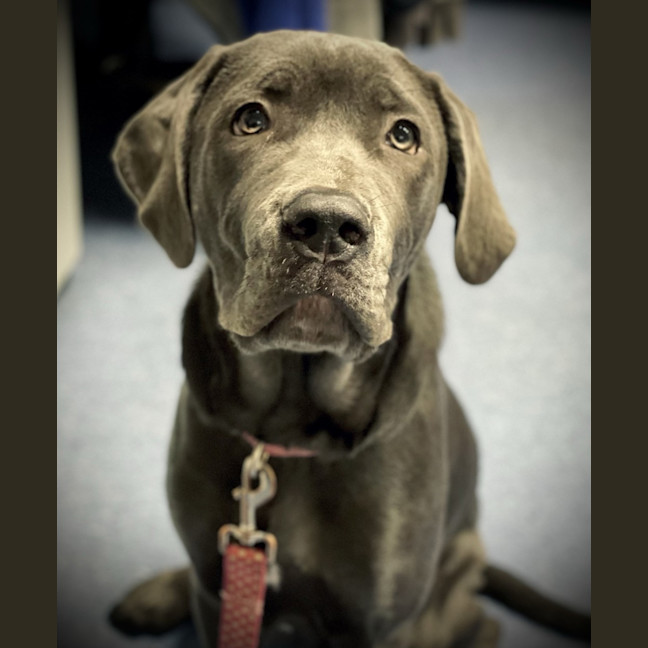 Photo of Luna