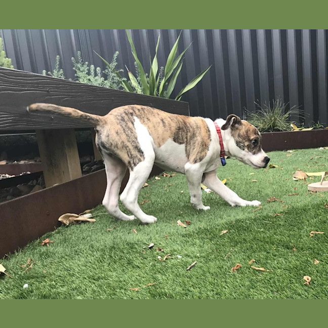 Photo of Stitch   3 Month Old Ridgeback X