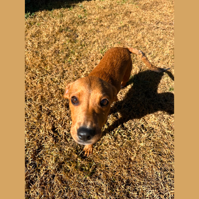 Photo of Toffee