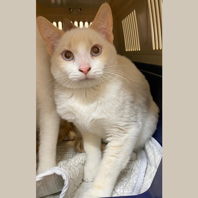 Photo of Toshi (Bonded With Taro)
