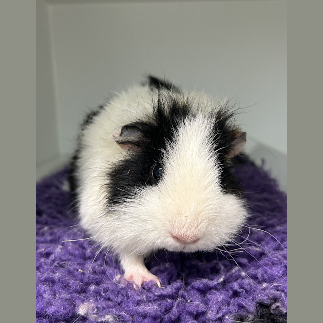 Photo of Kiwi