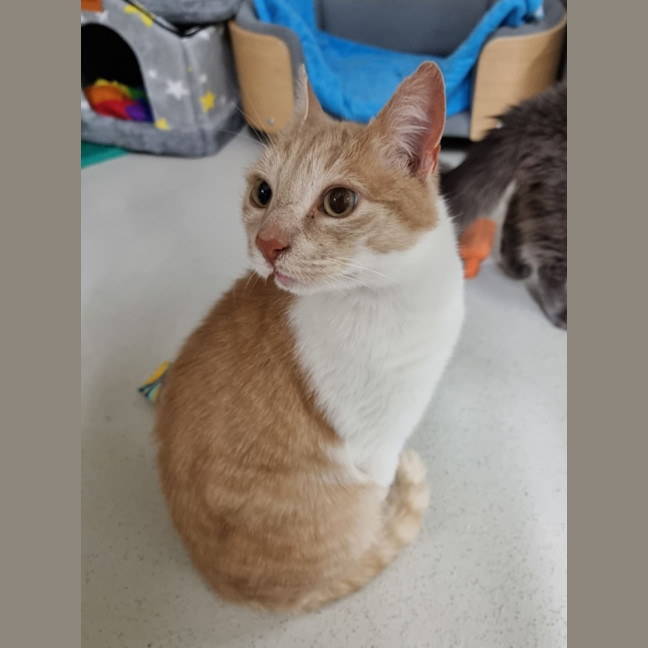 Photo of Gingernut