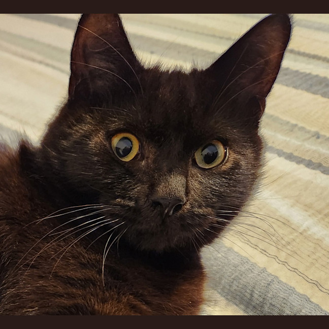 Photo of Pesto