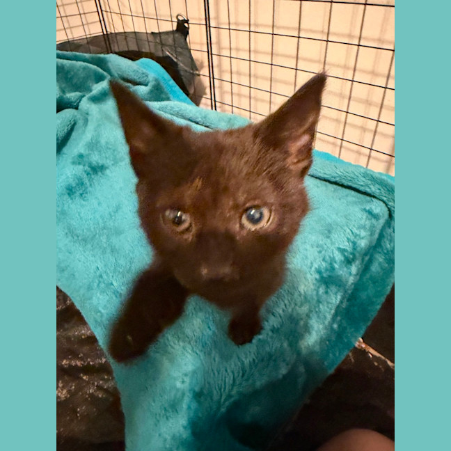 Photo of Nyx