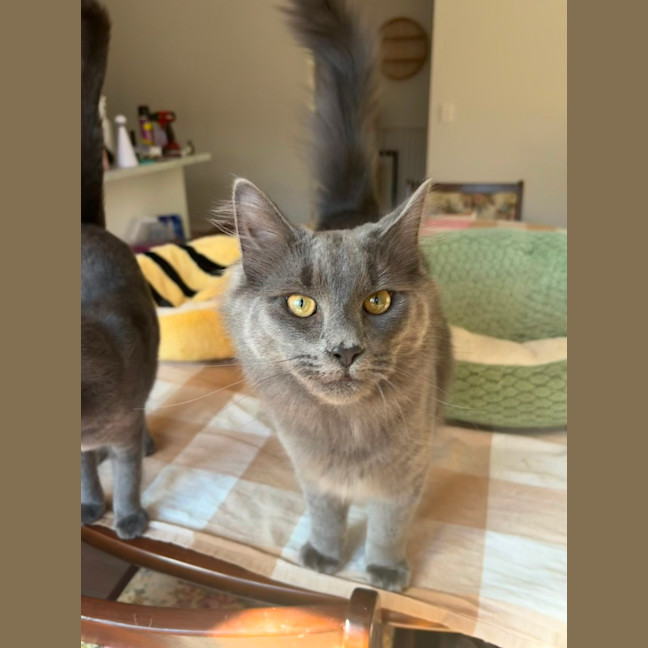 Photo of Basil