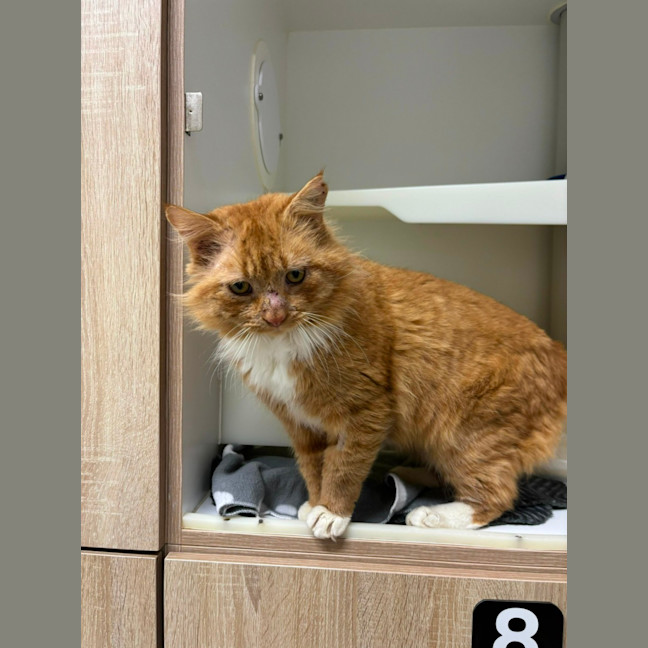 Photo of 🦁 Caspian 5401 🦁