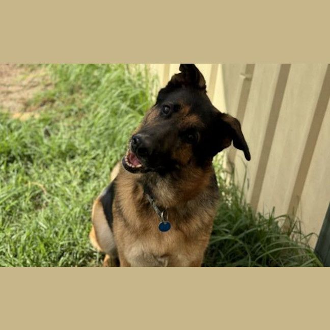 Photo of Stella