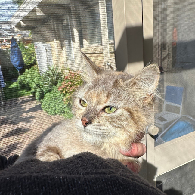 Photo of Sugar