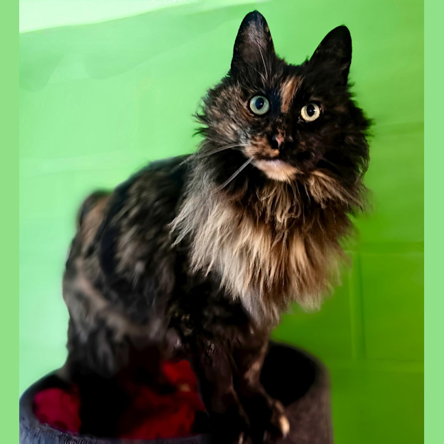 Photo of Koko