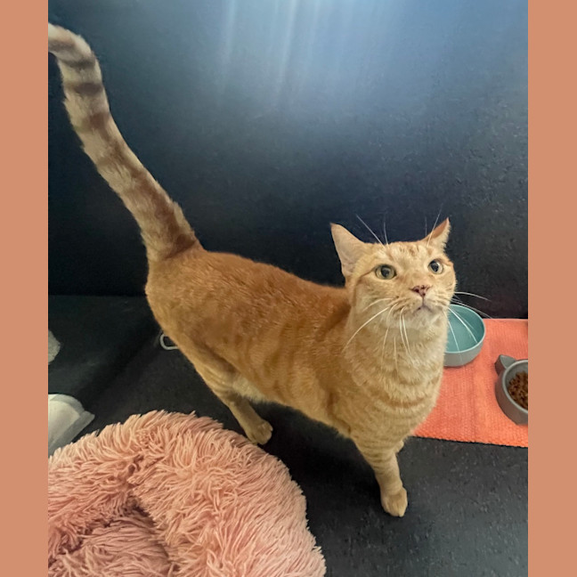 Photo of Romeo