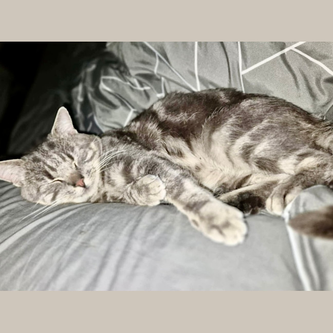 Photo of Onyx