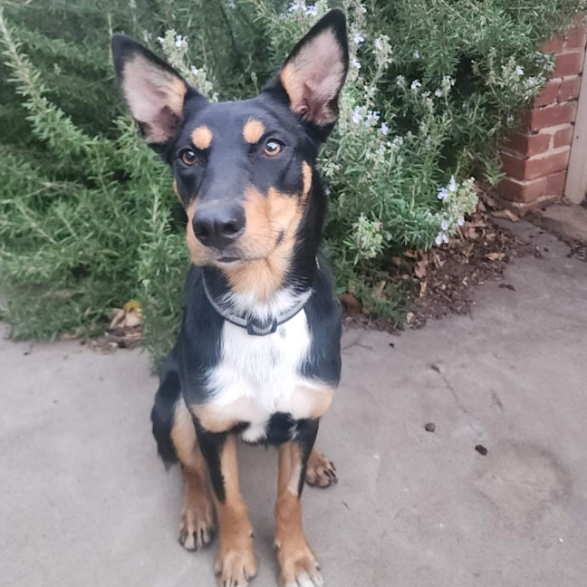 Photo of Artemis