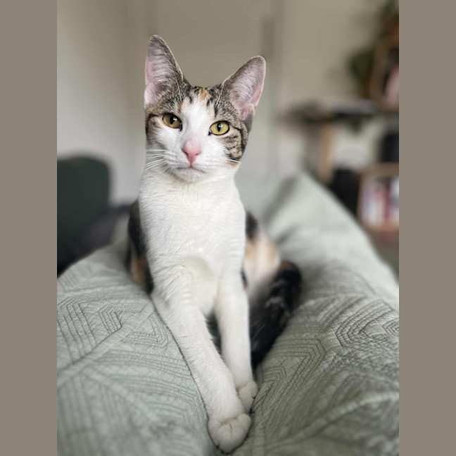 Photo of Emmy   Located In Northcote