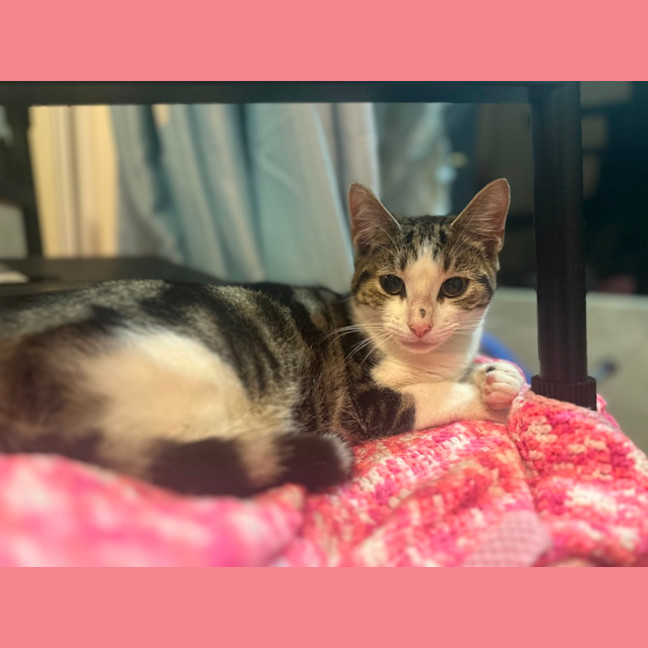 Photo of Stella   Pretty Tabby