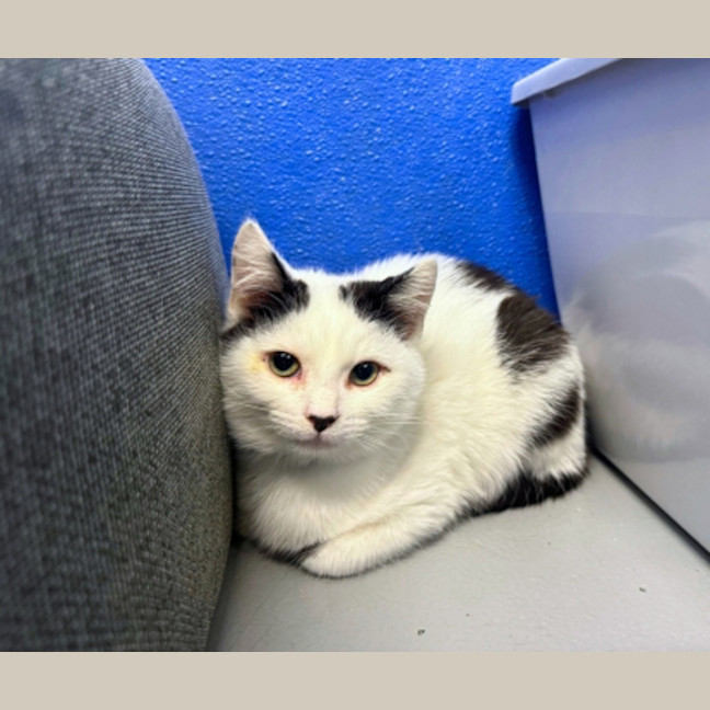Photo of Smudge 