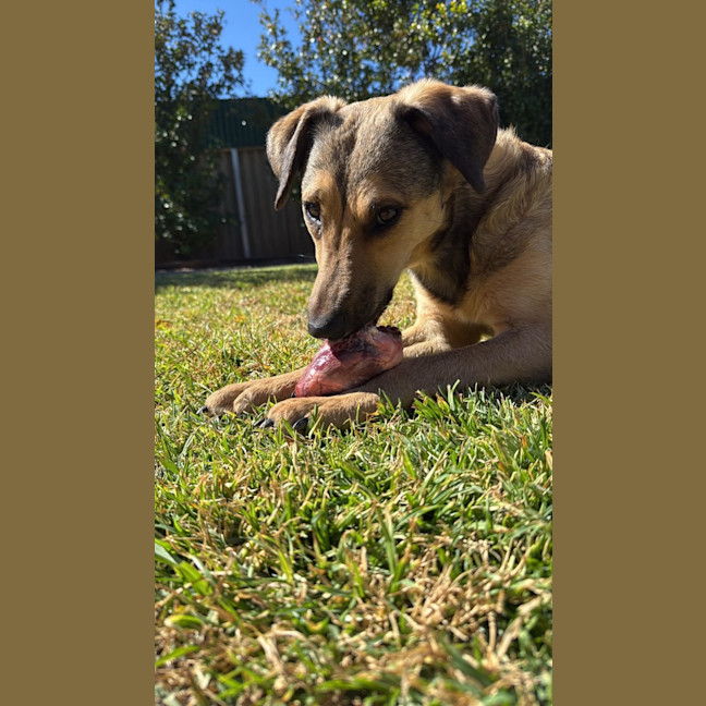 Photo of Lucky
