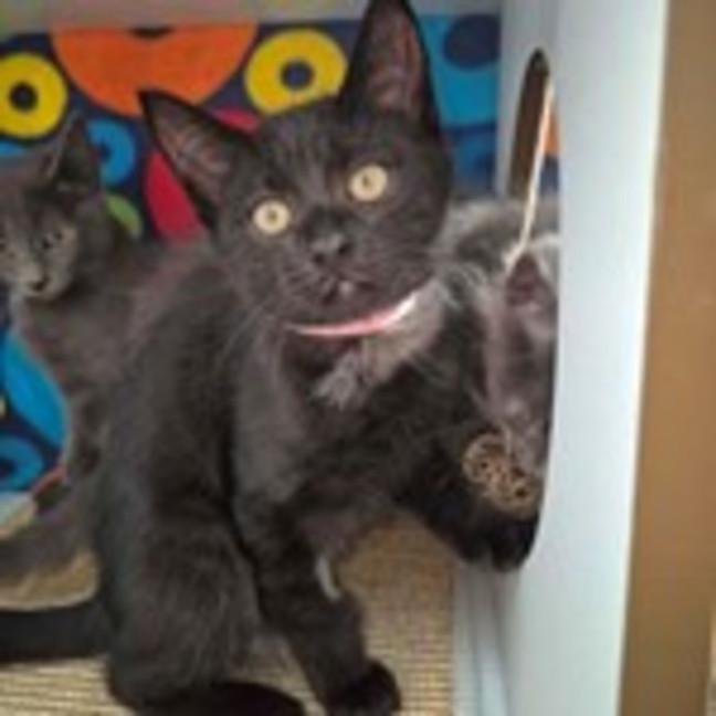 Photo of Guiseppina **2nd Chance Cat Rescue**