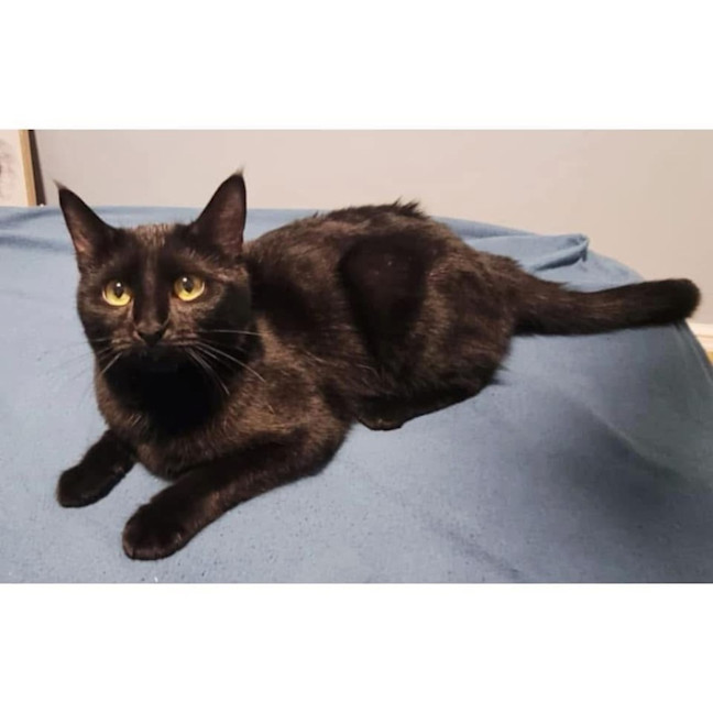 Photo of 11293   Wonton