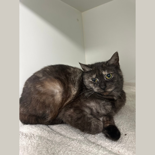 Photo of Gypsy Rose
