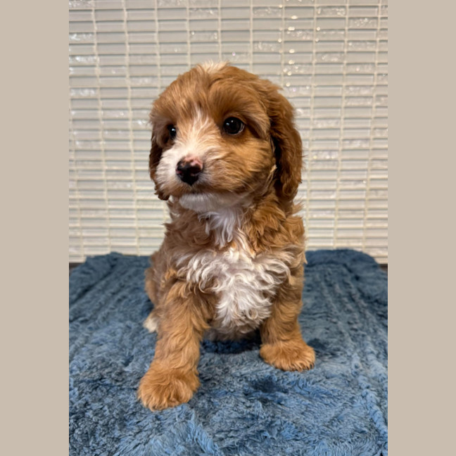 Photo of Annie