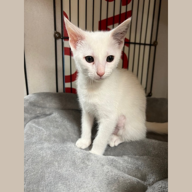 Photo of Snow White