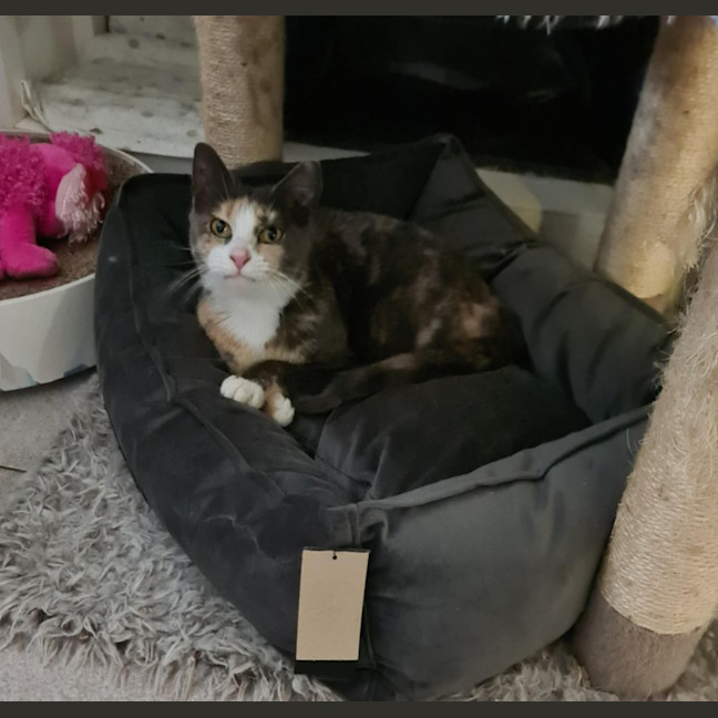 Photo of Romany 🌷🌷🌷