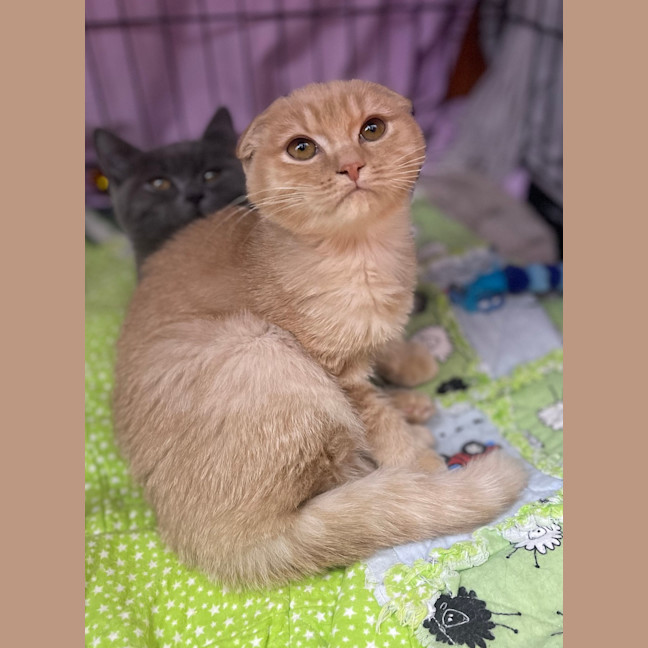 Photo of Fergus