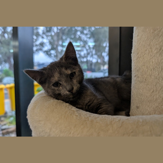 Photo of Lachesis