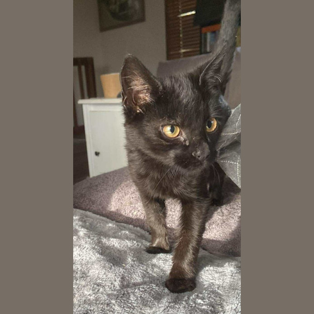 Photo of Pickles