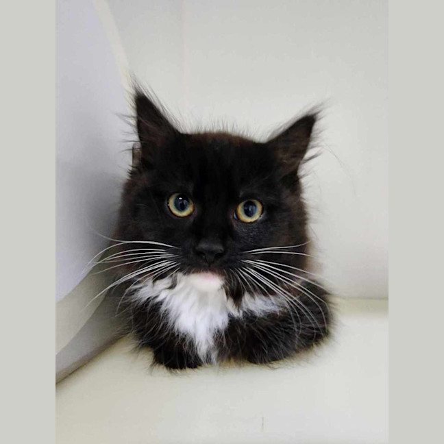 Photo of 🪀 Blair 6106 🪀