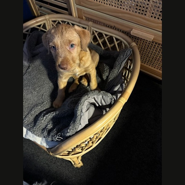 Photo of Toffee
