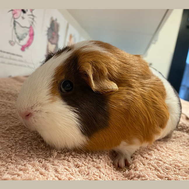 Photo of Squishy