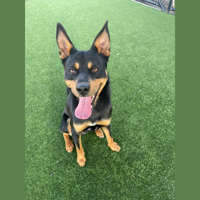 Photo of Matty Imp 1507