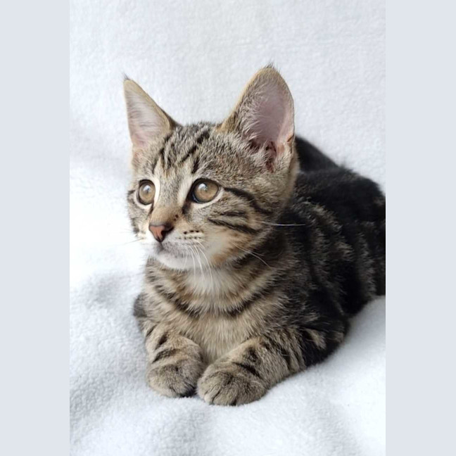 Photo of Houdini