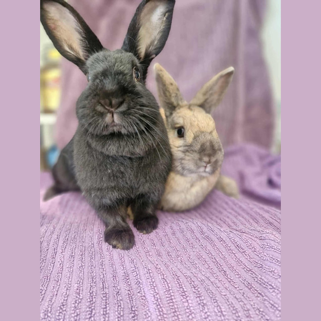 Photo of Coco & Cinnamon