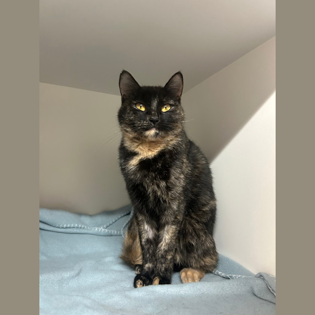 Photo of Calypso