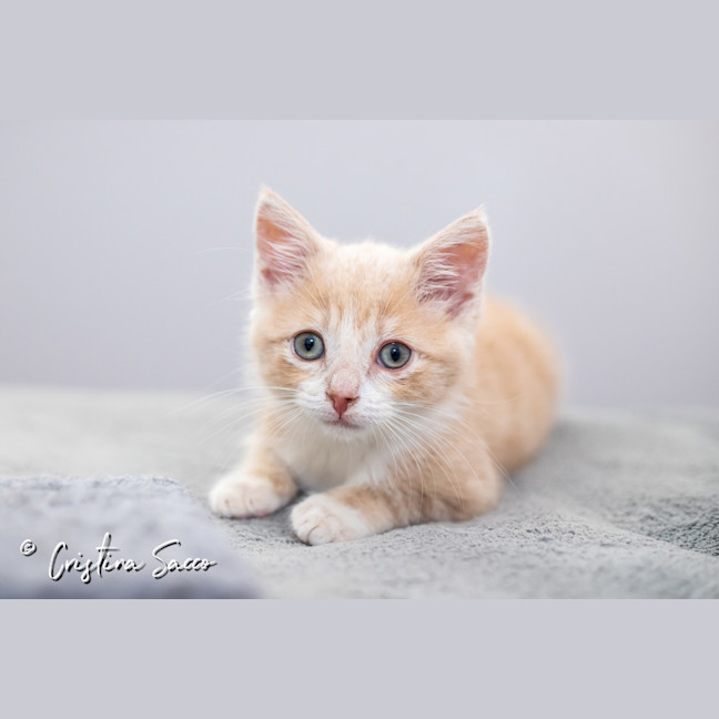 Photo of Butterscotch