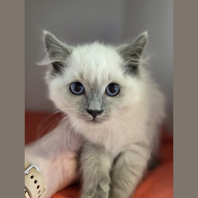 Photo of Rhea