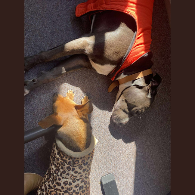 Photo of Sky   14 Month Old Staffy X