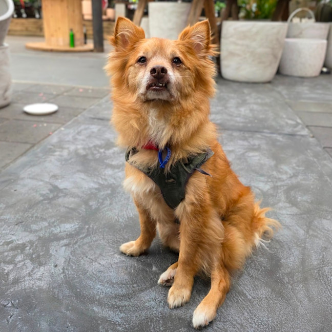 Photo of Louie   9 Year Old Pomeranian X