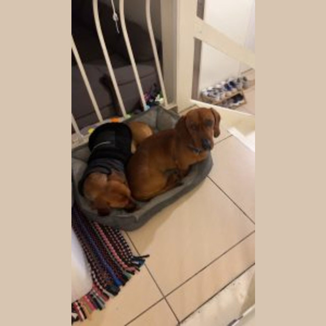 Photo of Paddy & Banjo