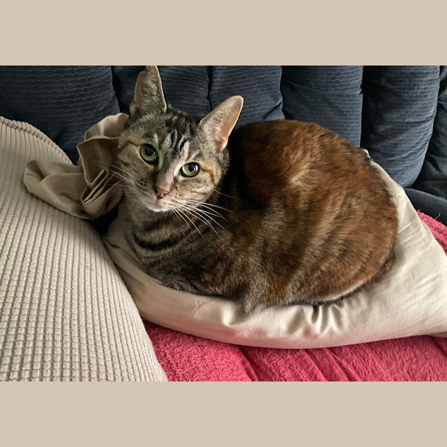 Photo of Wedge