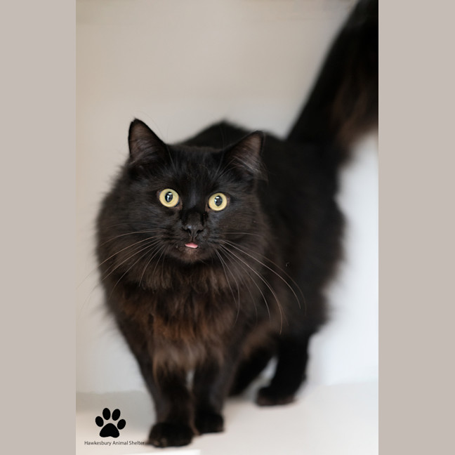 Photo of Domino
