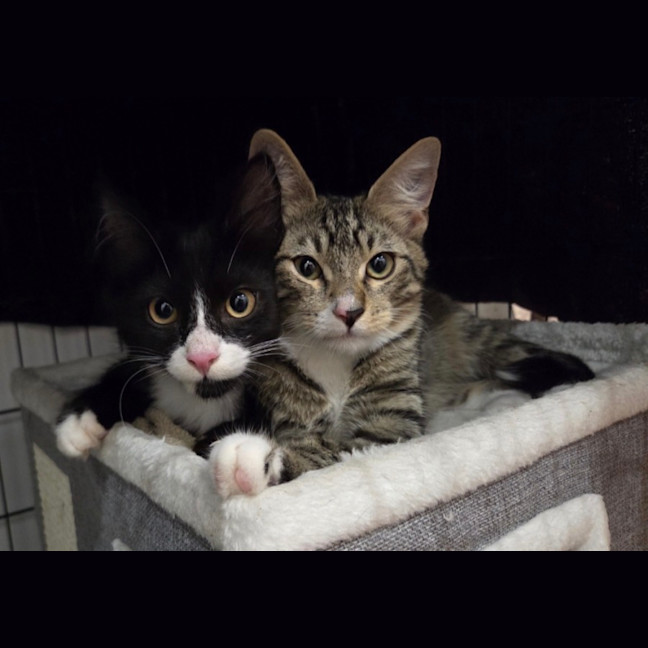 Photo of Harvey & Leo   5 Month Old Domestic Short Hair