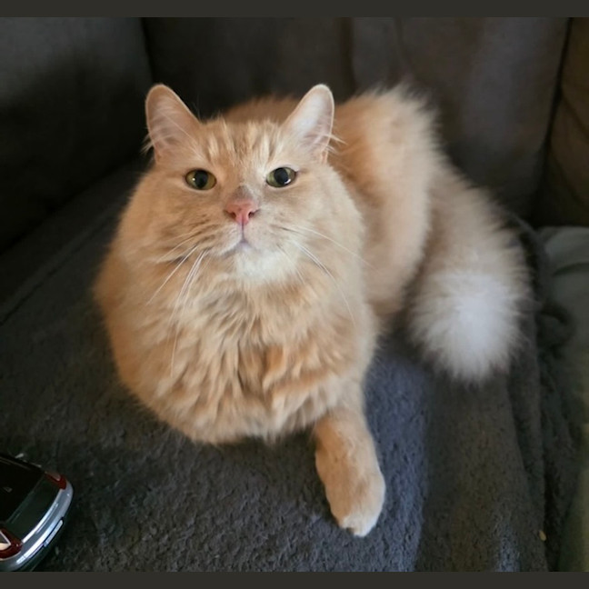 Photo of Chilli