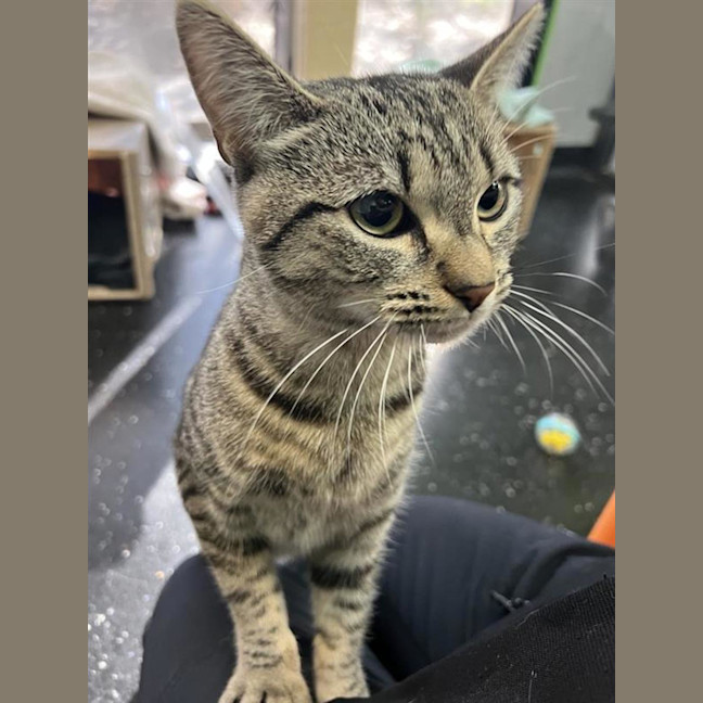 Photo of Tabby Princess