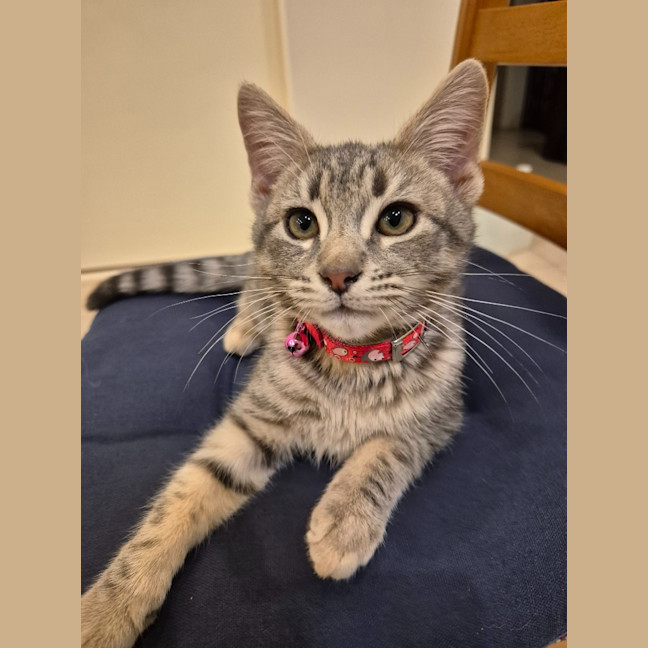 Photo of Zoodle Now Ripley