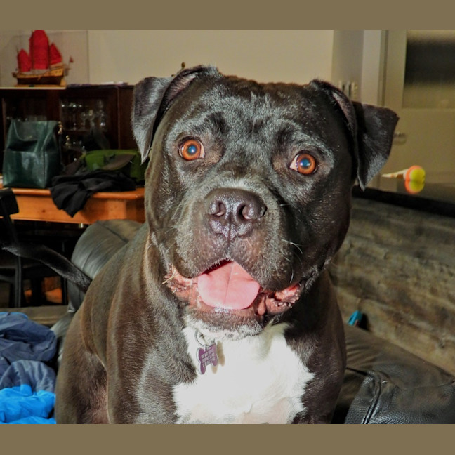 Photo of Buddy